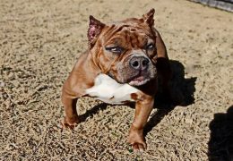 FOODCHAINGANG AMERICAN BULLY